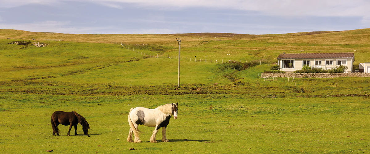 Shetland ponies